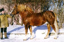 Russian Heavy Draft 3 - horse Breeds | ცხენის ჯიშები| cxenis jishebi